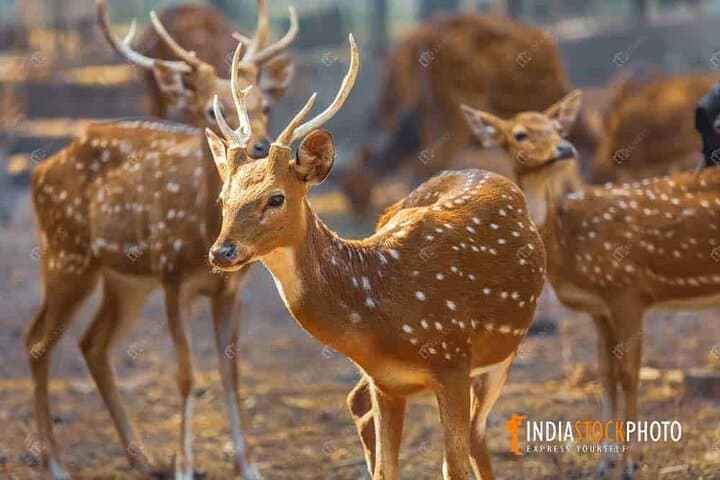 2-Day Taj Mahal, Agra Fort & Ranthambore Tiger Safari from Bangalore photo 5