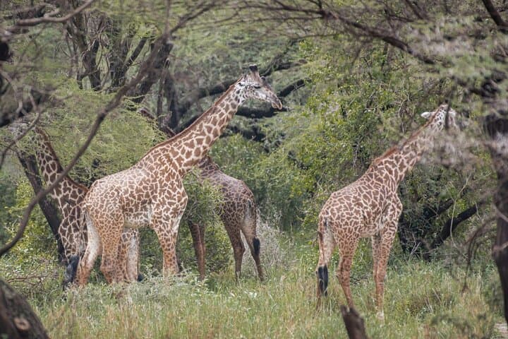 9-Day Luxury Tanzania Safari and Zanzibar Beach Escape photo 4