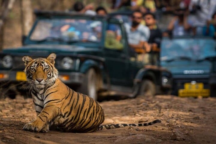 Golden Triangle & Ranthambore 4-Day Private Tour from Delhi — Taj Mahal, Ranthambore Safari & Jaipur Highlights