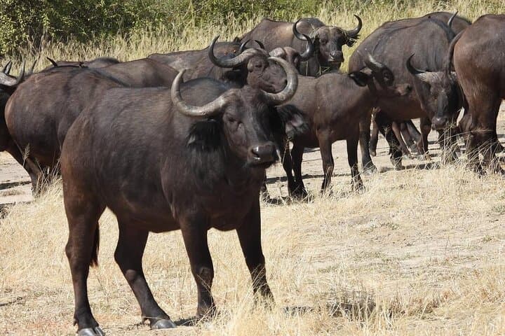 Both Sides Victoria Falls & Rhino Walk: Livingstone Combo Safari photo 3