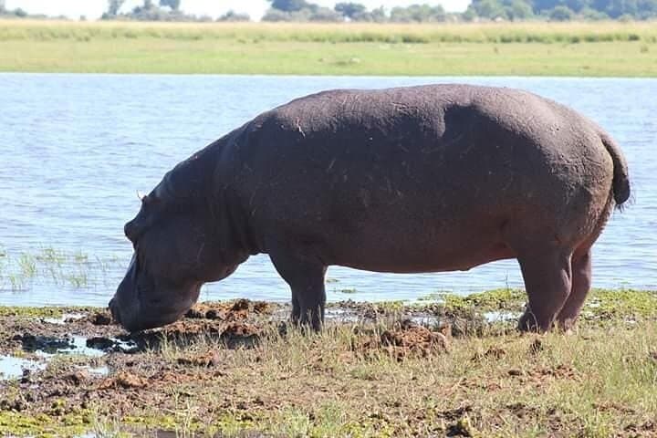 Both Sides Victoria Falls & Rhino Walk: Livingstone Combo Safari photo 4
