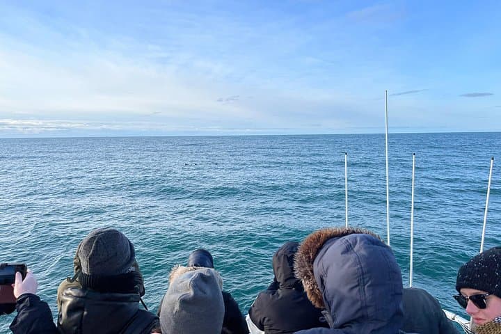 9pm Arctic Sun Whale Watching Cruise in Reykjavik's Faxafloi Bay photo 3