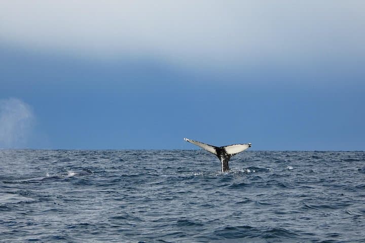 9pm Arctic Sun Whale Watching Cruise in Reykjavik's Faxafloi Bay photo 2