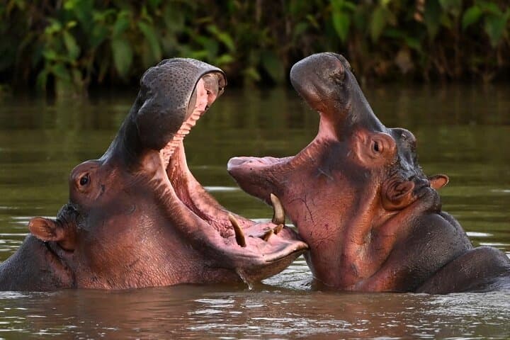 Hell's Gate and Lake Naivasha Day Tour: Biking, Gorges & Boat Safari from Nairobi photo 2