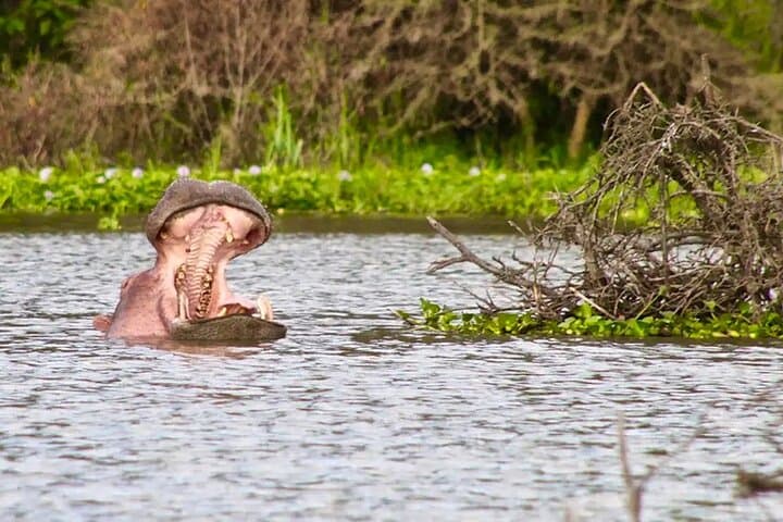 Hell's Gate and Lake Naivasha Day Tour: Biking, Gorges & Boat Safari from Nairobi photo 3