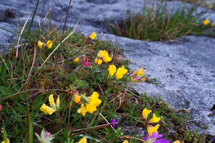 Mullaghmore Hill Walk: 2-Hour Guided Hike in the Burren, Co. Clare photo 4