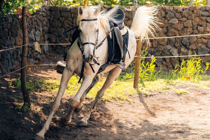 Horseback Riding and Organic Wine Tasting on Mount Vesuvius photo 4
