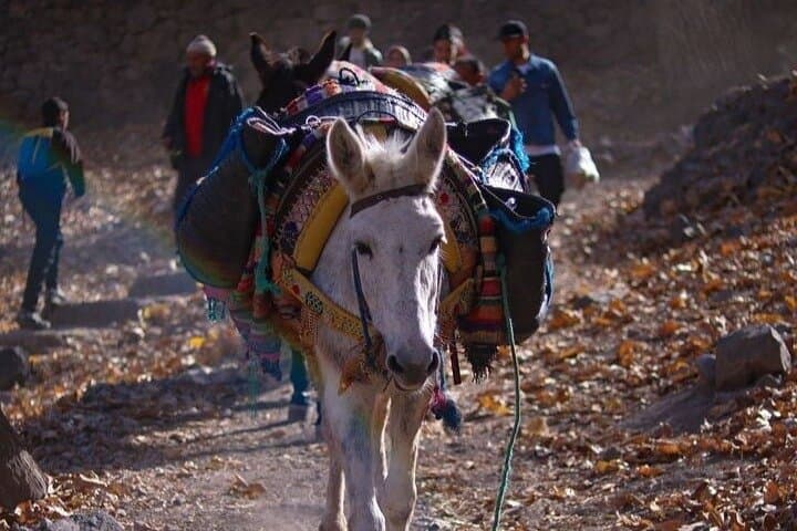 Imlil Valley Day Trip from Marrakech: Hike, Berber Village Visit & Camel Ride