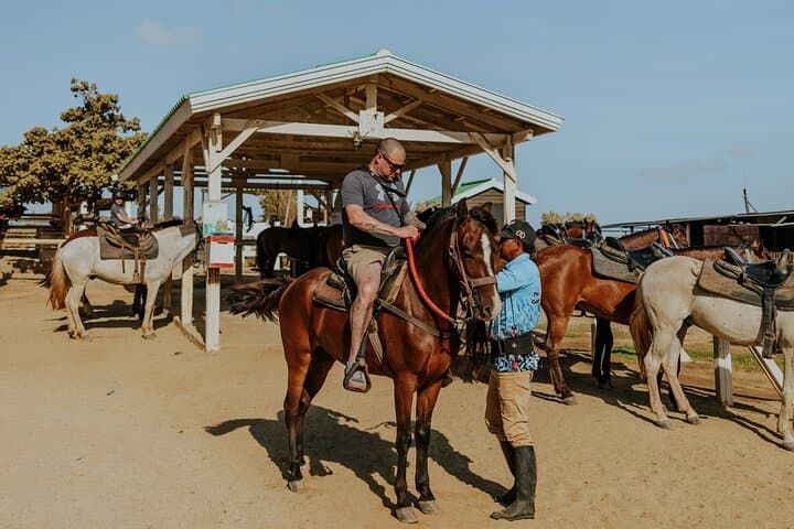 Aruba North Coast Horseback Riding: 90-Minute Coastal Canter Past Bushiribana photo 4