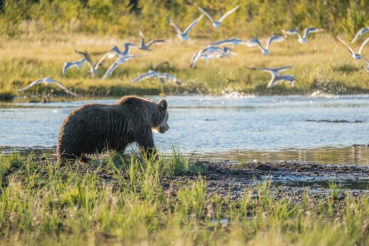 Overnight Bear-Watching & Oulanka Hike from Rovaniemi