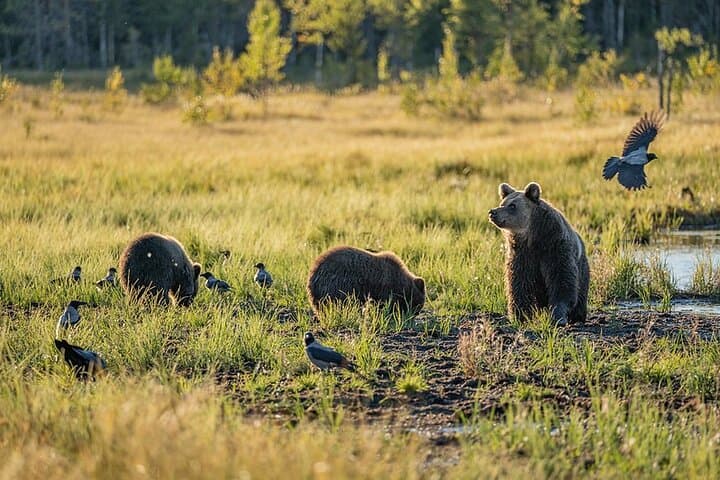 Overnight Bear-Watching & Oulanka Hike from Rovaniemi photo 4