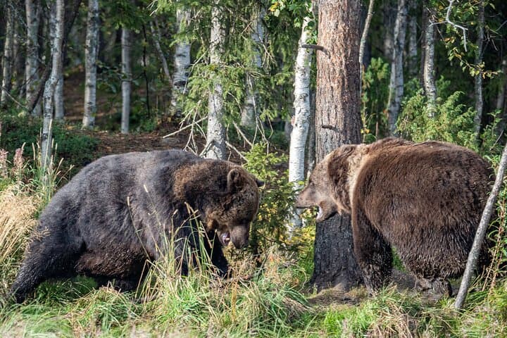 Overnight Bear-Watching & Oulanka Hike from Rovaniemi photo 6