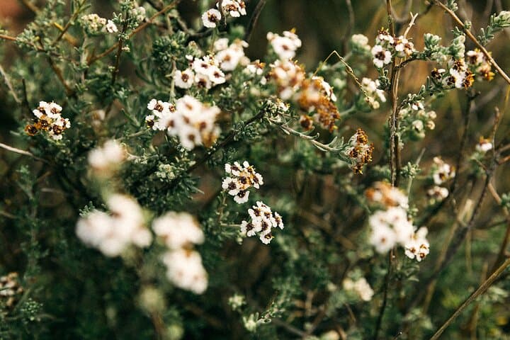 Table Mountain Guided Hike: Tailored Routes, Coffee & Fynbos Stories photo 6