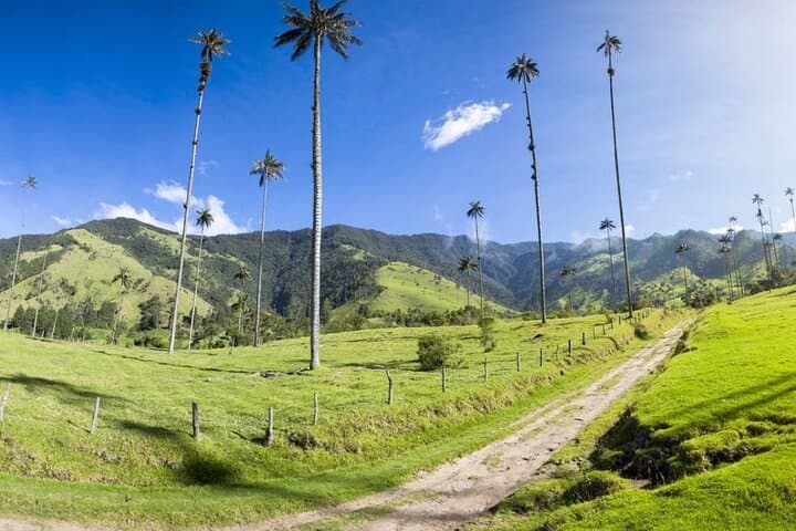Cocora Valley Private Tour and Horseback Riding from Salento photo 3
