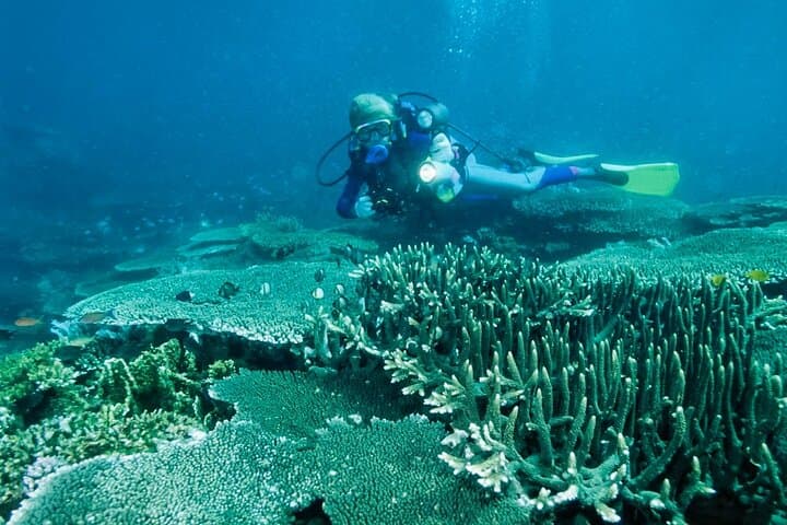 Bohol Balicasag Island Hopping & Dolphin Watching — Snorkel Coral Gardens and Spot Early-Morning Dolphins photo 1