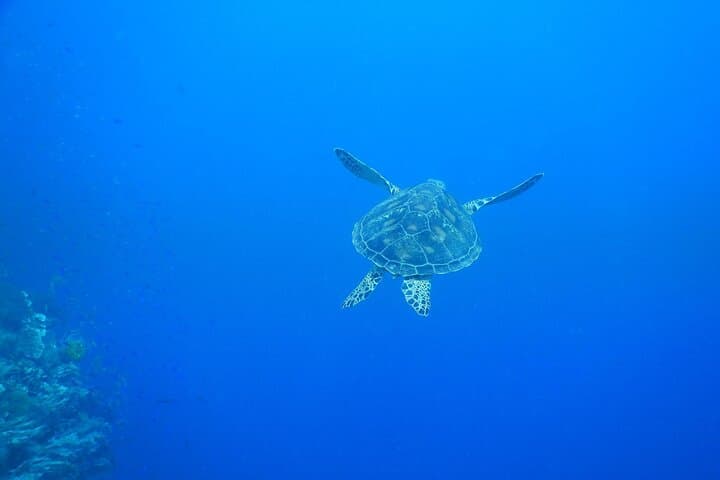 Bohol Balicasag Island Hopping & Dolphin Watching — Snorkel Coral Gardens and Spot Early-Morning Dolphins photo 3