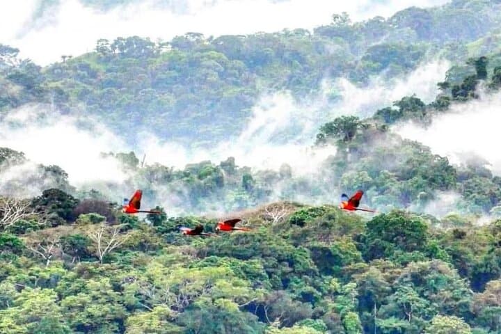 Carara National Park Day Visit — Birding & Wildlife on Costa Rica’s Central Pacific photo 2