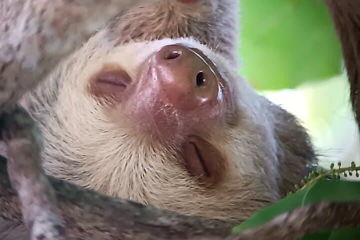 Manuel Antonio Wildlife Walk: Guided Flora & Fauna Sightings in Quepos
