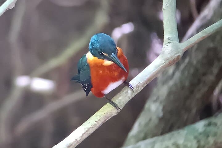 Manuel Antonio Wildlife Walk: Guided Flora & Fauna Sightings in Quepos photo 2