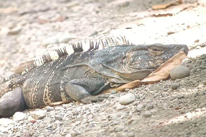 Manuel Antonio Wildlife Walk: Guided Flora & Fauna Sightings in Quepos photo 3