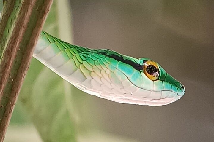 Manuel Antonio Wildlife Walk: Guided Flora & Fauna Sightings in Quepos photo 4