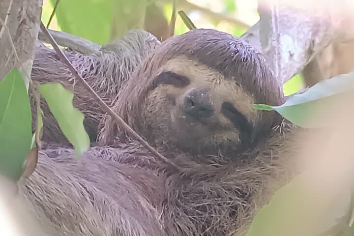 Manuel Antonio Wildlife Walk: Guided Flora & Fauna Sightings in Quepos photo 5
