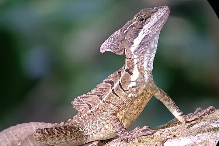 Manuel Antonio Wildlife Walk: Guided Flora & Fauna Sightings in Quepos photo 6