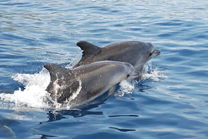 Chincoteague Dolphin Watching Boat Tour: Small-Group Excursion to Assateague Coast photo 2