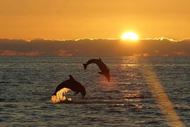 Chincoteague Dolphin Watching Boat Tour: Small-Group Excursion to Assateague Coast