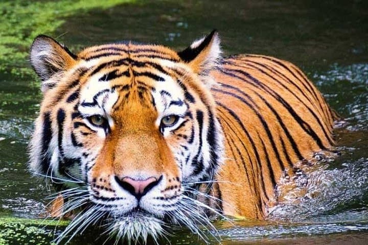 2-Day Ranthambore Safari and Sunrise Taj Mahal: Tiger Tracking from Delhi photo 2