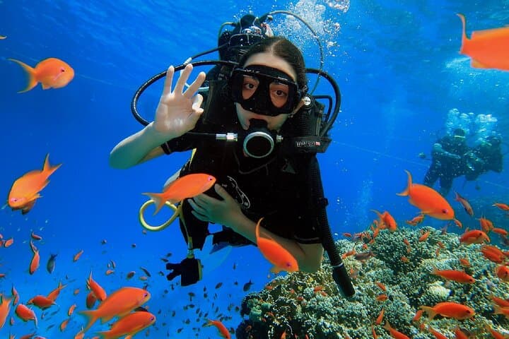 PADI Scuba Diver Intro in Sharm el-Sheikh: Red Sea Day Dive Experience