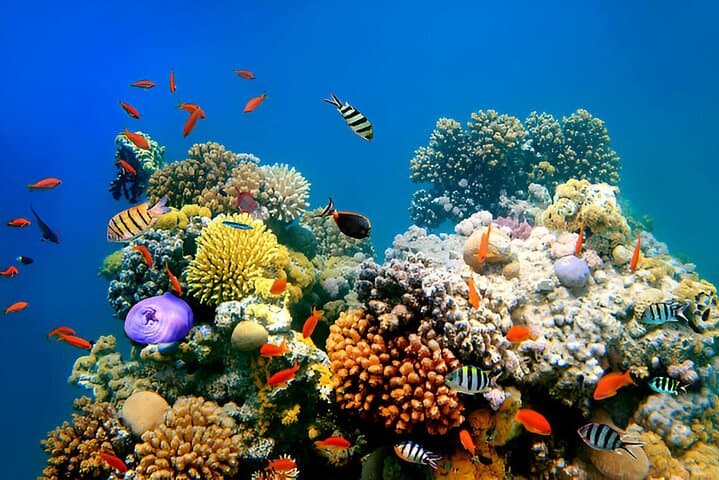 Discover Scuba Diving in Sharm el-Sheikh — PADI DSD Red Sea Intro photo 6