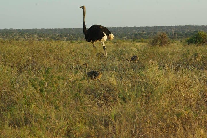 Budget Masai Mara Safari: 2-Night Private Camp Adventure in Kenya photo 4