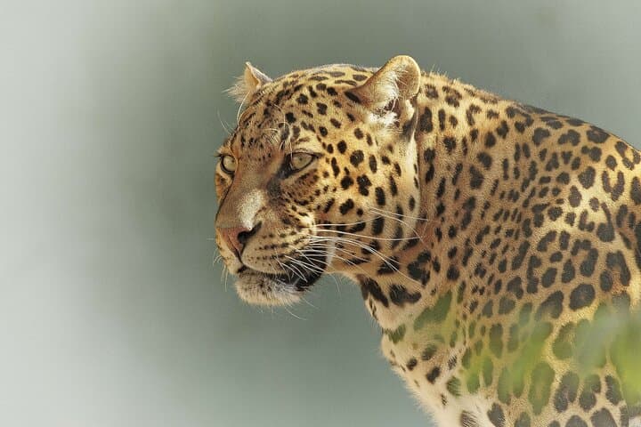 4-Day Zanzibar to Serengeti Luxury Safari: Tarangire, Ngorongoro & Balloon Experience photo 2