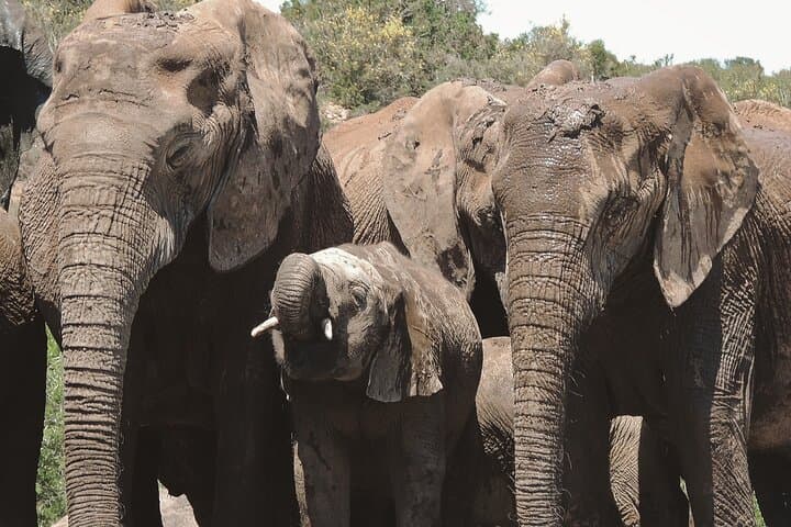 Addo Elephant National Park Full-Day Big Five Safari from Gqeberha photo 2
