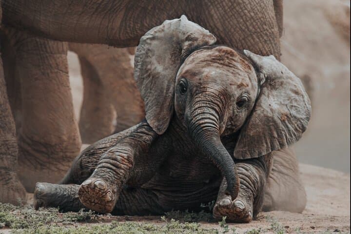 Addo Elephant National Park Full-Day Big Five Safari from Gqeberha