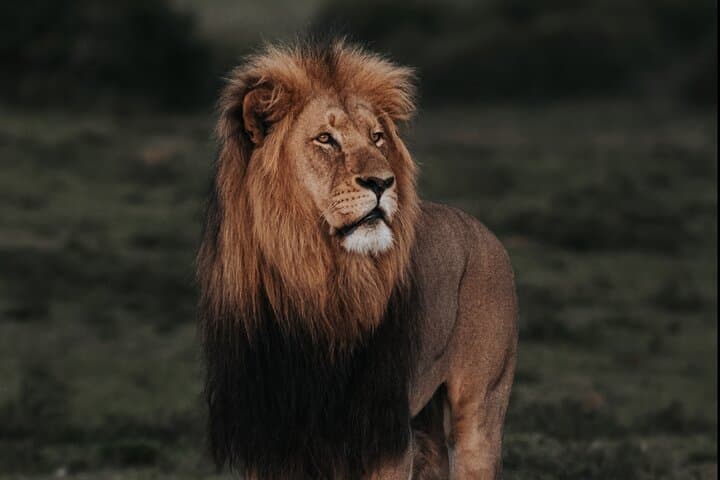 Addo Elephant National Park Full-Day Big Five Safari from Gqeberha photo 3