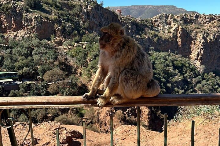 Day Trip to Ouzoud Waterfalls from Marrakech: Visiting Morocco’s Highest Cascades photo 4