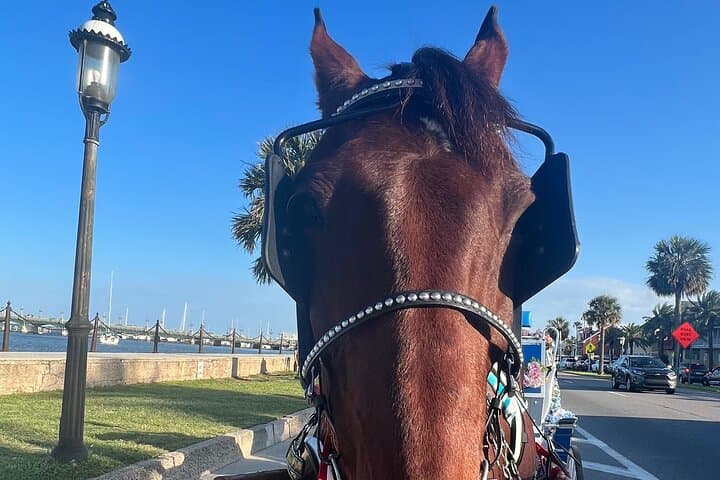 St. Augustine Classic Horse-Drawn Carriage Tour: Historic Downtown Ride photo 3