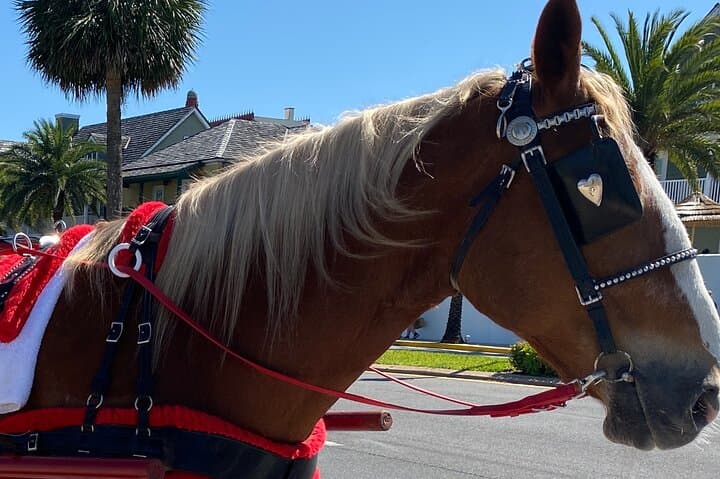 St. Augustine Classic Horse-Drawn Carriage Tour: Historic Downtown Ride photo 4