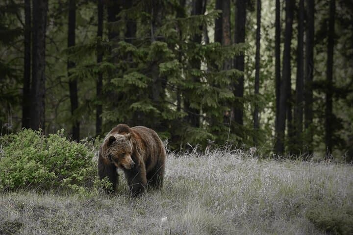 Maligne Valley & Medicine Lake Day Tour — Jasper National Park Guided Walks photo 6
