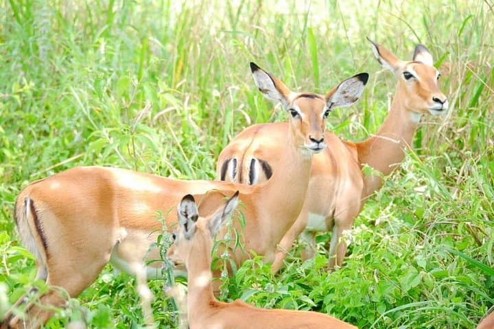 4-Day Tanzania Safari: Ngorongoro, Lake Manyara & Tarangire photo 3