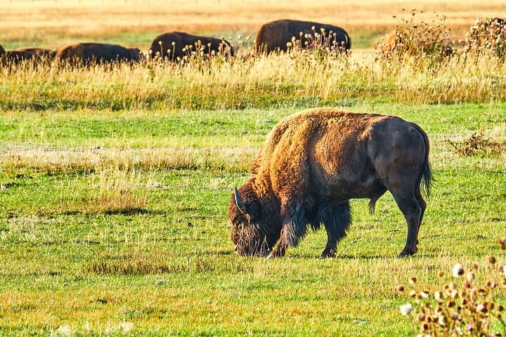 Private Jeep Tour: Red Rocks, Dinosaur Ridge & Lookout Mountain from Denver photo 5
