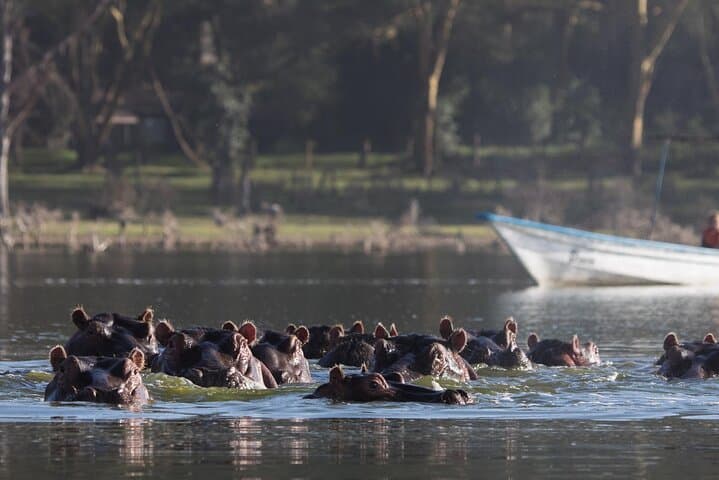 6-Day Kenya Safari: Giraffe Center, Lake Naivasha, Hell's Gate & Masai Mara photo 4