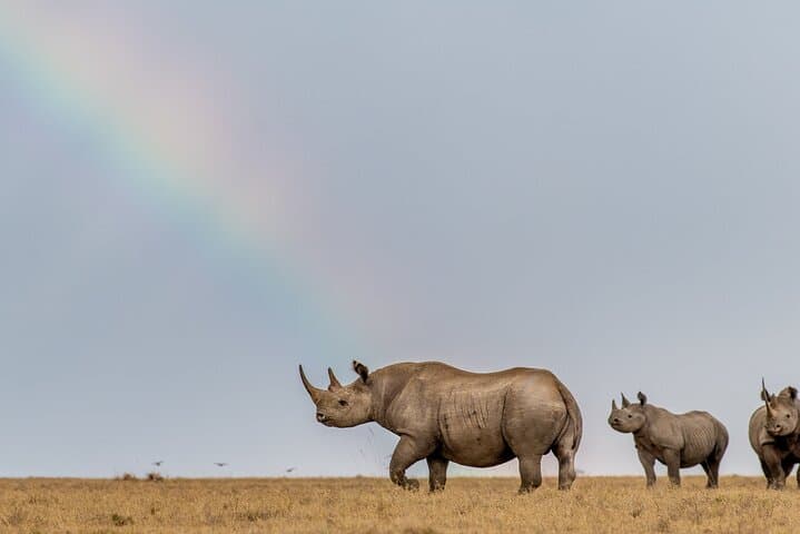 Nairobi National Park and Giraffe Centre Safari: A Wild Escape Near Kenya’s Capital