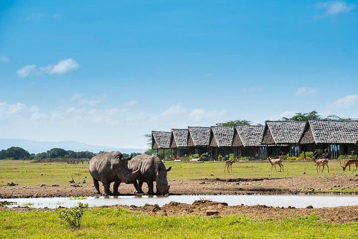 3-Day Ol Pejeta Safari from Nairobi — Big Five, Chimps & Rhinos photo 4