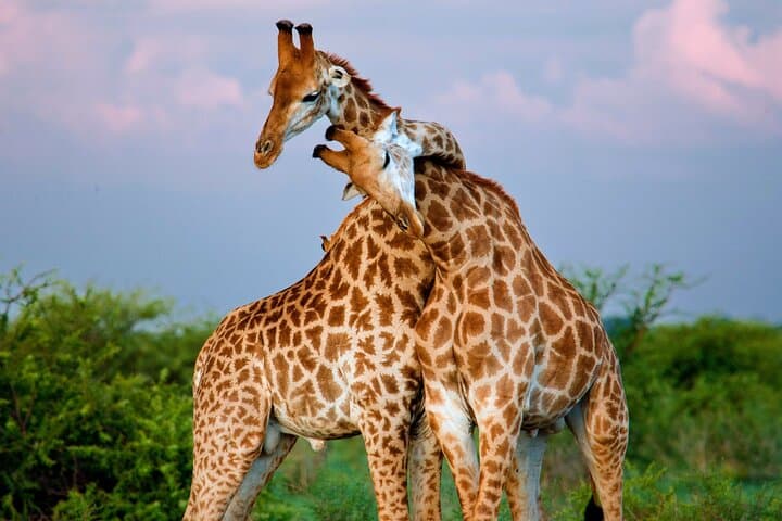 Nairobi National Park and Giraffe Centre Safari: A Wild Escape Near Kenya’s Capital photo 2