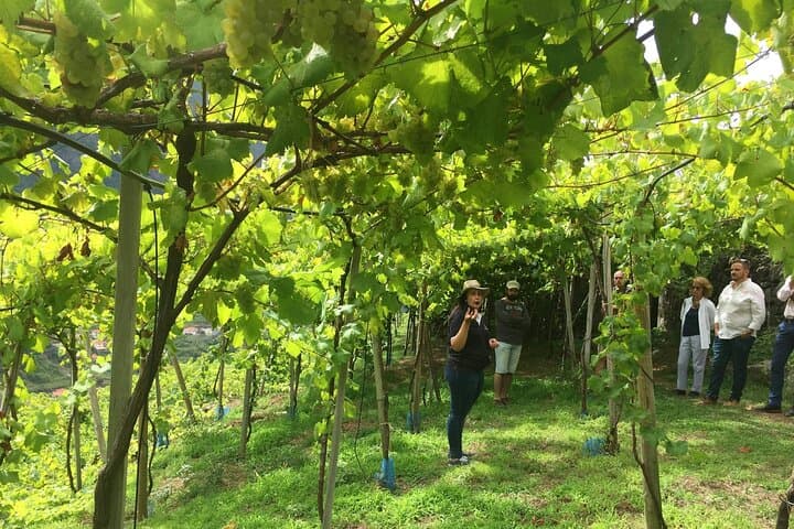 Madeira 4x4 Tour: Cabo Girão Off-Road Drive & Quinta do Barbusano Wine Tasting photo 4