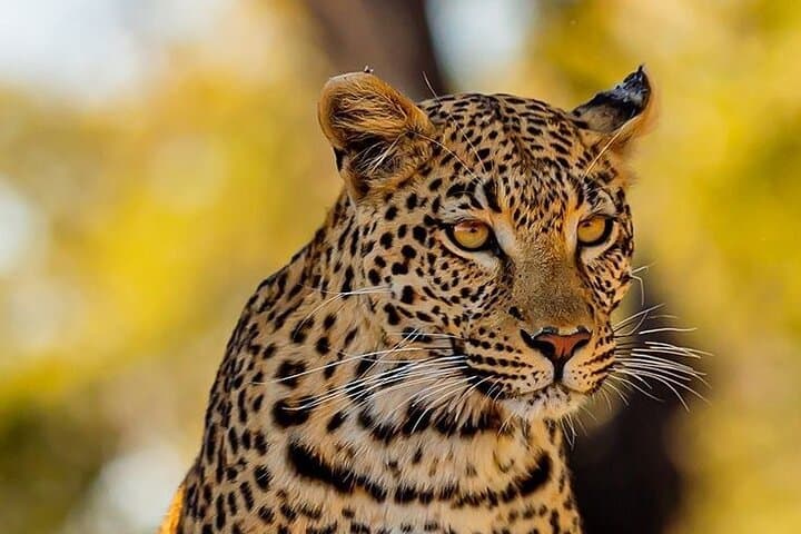 Private Cheetah Outreach & Cape Winelands Wine Tour from Cape Town photo 2