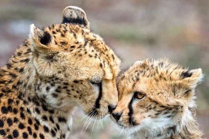 Private Cheetah Outreach & Cape Winelands Wine Tour from Cape Town